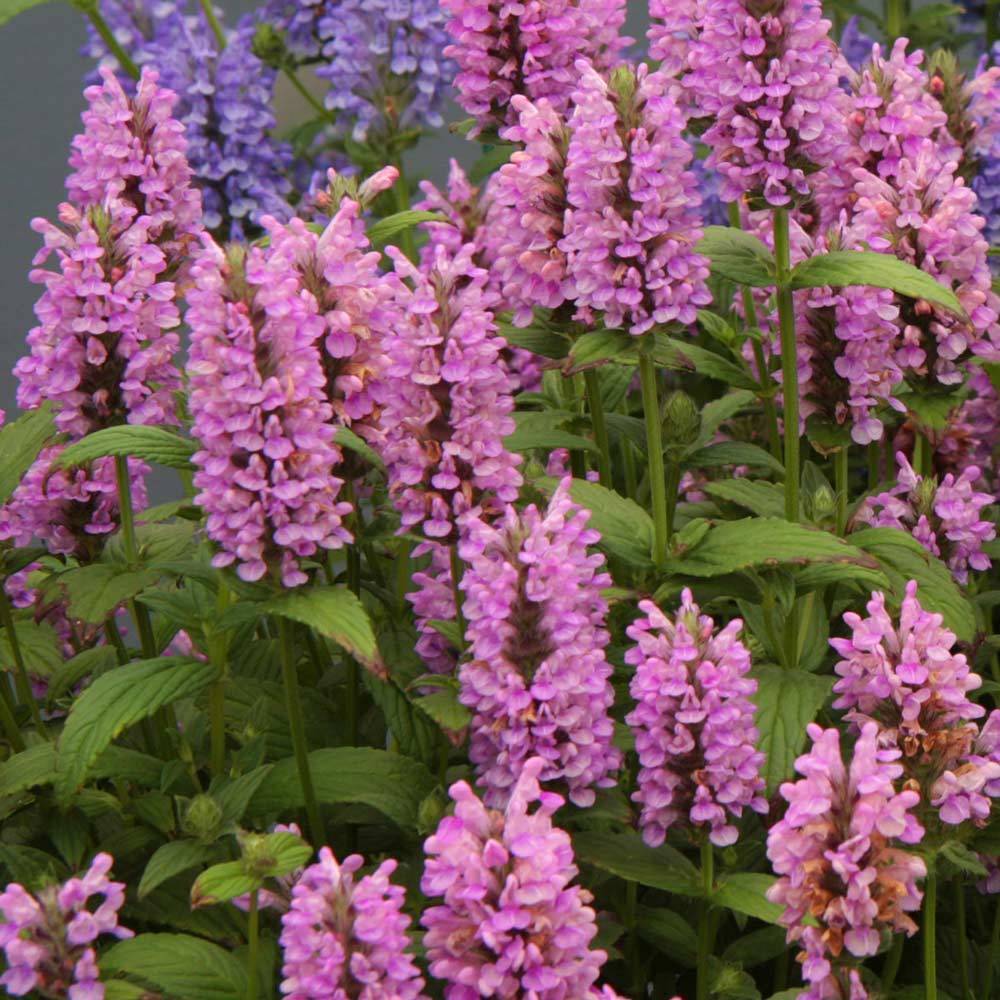 Mavi rüya nepeta fidesi nepeta subsessilis blue dreams 3 adet