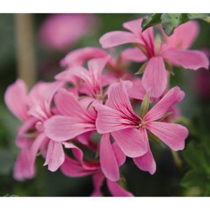 Ville de Paris Pembe sarkan sakız sardunya fidesi dark pink 1 adet fide