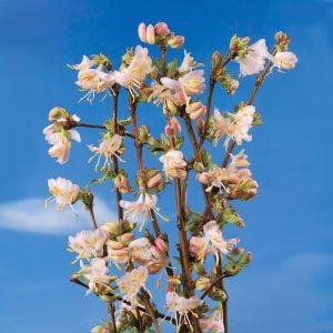 Yoğun kokulu kış hanımeli fidanı lonicera fragrantissima