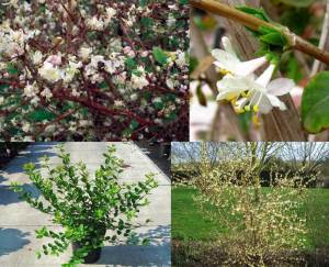 Yoğun kokulu kış hanımeli fidanı lonicera fragrantissima