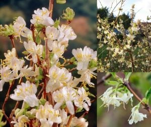 Yoğun kokulu kış hanımeli fidanı lonicera fragrantissima