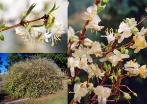 Yoğun kokulu kış hanımeli fidanı lonicera fragrantissima