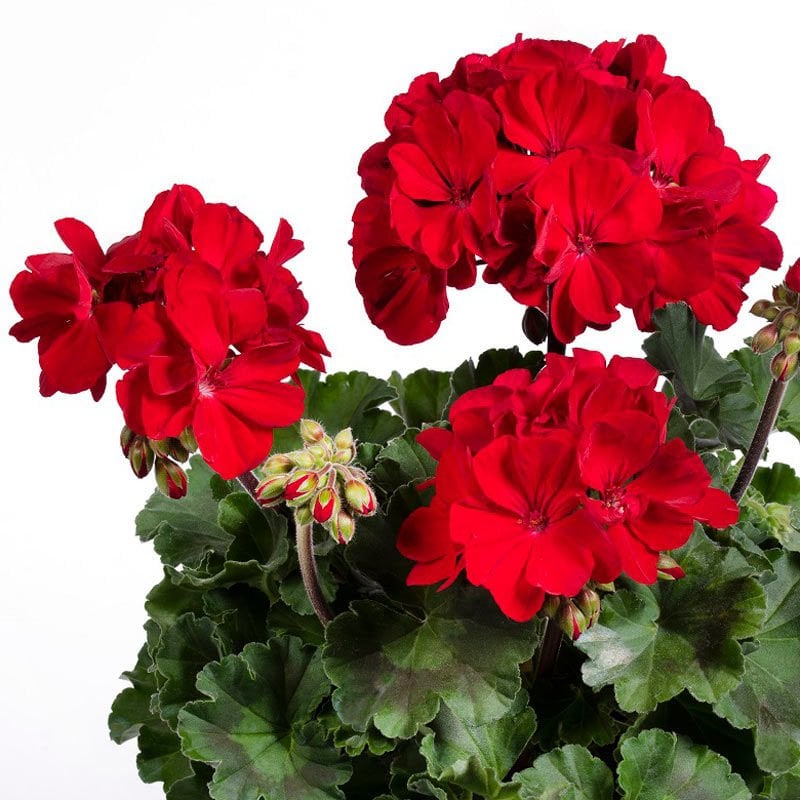 Yakut kırmızı sarkan sardunya fidesi summer lovers ruby