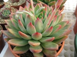 Echeveria agavoides christmas