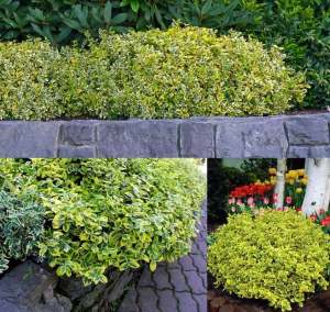 Yer örtücü altın taflan fidanı euonymus fortunei emerald n gold