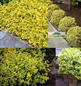 Yer örtücü altın taflan fidanı euonymus fortunei emerald n gold