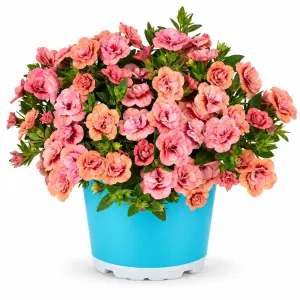 Calita Double Apricot Kalibroşa Fidesi