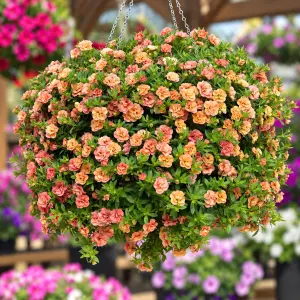 Calita Double Apricot Kalibroşa Fidesi