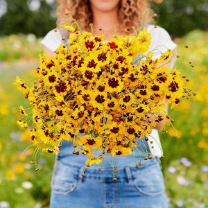 Bodur coreopsis tohumu kızgözü çiçeği tinctoria dwarf