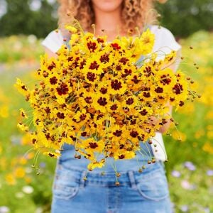 Bodur coreopsis tohumu kızgözü çiçeği tinctoria dwarf