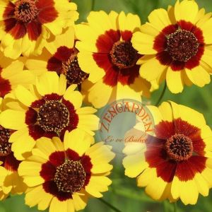 Bodur coreopsis tohumu kızgözü çiçeği tinctoria dwarf
