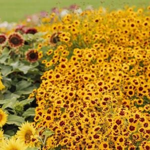 Bodur coreopsis tohumu kızgözü çiçeği tinctoria dwarf