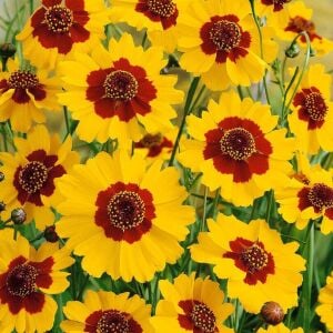 Bodur coreopsis tohumu kızgözü çiçeği tinctoria dwarf