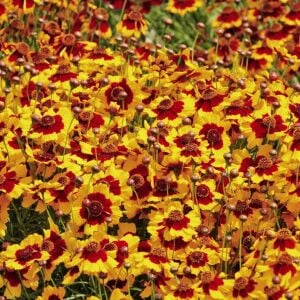 Bodur coreopsis tohumu kızgözü çiçeği tinctoria dwarf