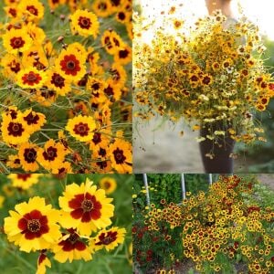 Bodur coreopsis tohumu kızgözü çiçeği tinctoria dwarf