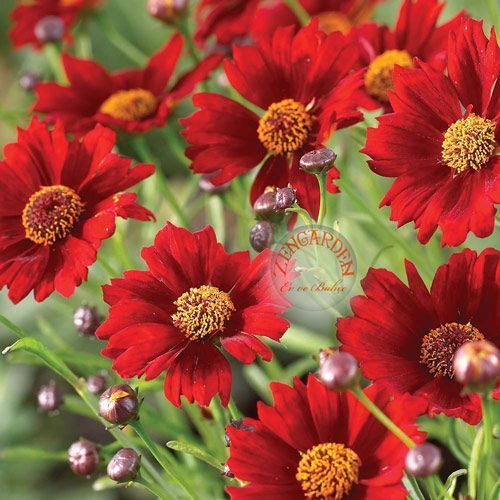 Kırmızı kızgözü çiçeği tohumu bodur coreopsis