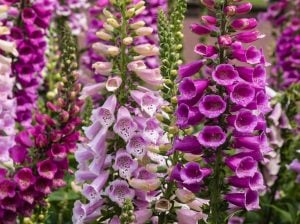 Camelot karışımı yüksükotu fidesi F1 digitalis purpurea