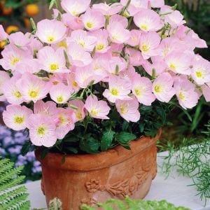 Pembe ezan çiçeği tohumu kokulu oenothera