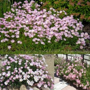 Pembe ezan çiçeği tohumu kokulu oenothera