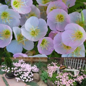 Pembe ezan çiçeği tohumu kokulu oenothera