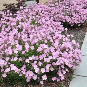 Pembe ezan çiçeği tohumu kokulu oenothera