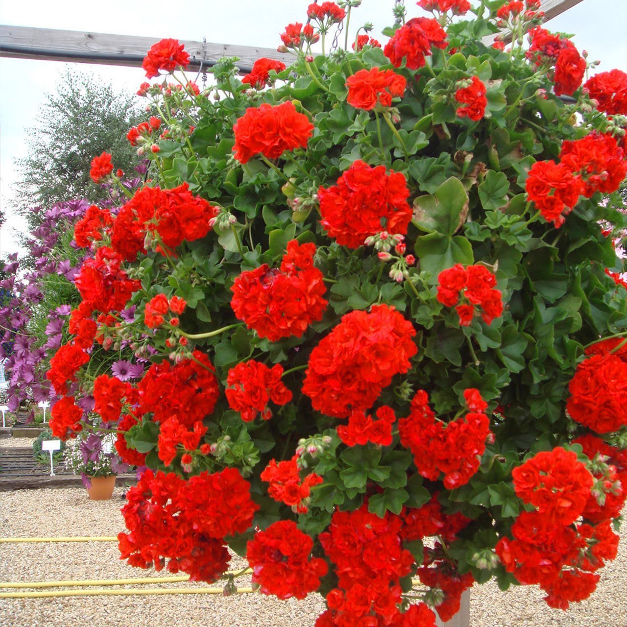 Kırmızı sarkan sakız sardunya fidesi ithal pelargonium ivy red