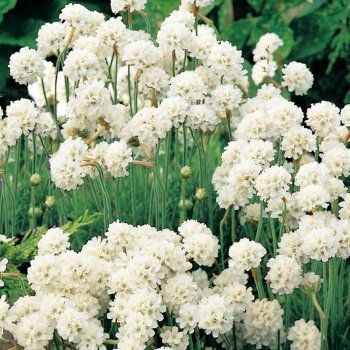 Beyaz armeria maritima çiçeği 3 adet 7 cm saksıda