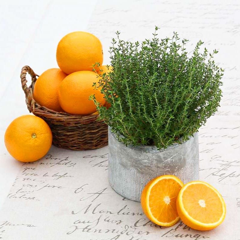 Portakal kokulu kekik tohumu thymus fragrant