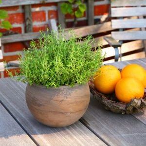 Portakal kokulu kekik tohumu thymus fragrant