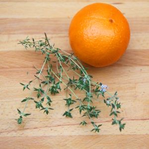 Portakal kokulu kekik tohumu thymus fragrant