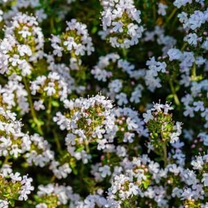 Portakal kokulu kekik tohumu thymus fragrant