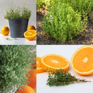 Portakal kokulu kekik tohumu thymus fragrant