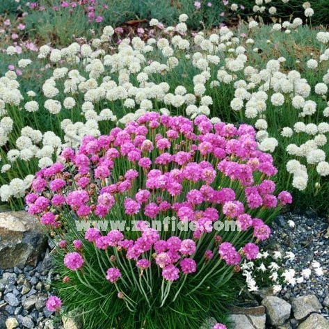 Pembe çiçekli armeria çiçeği 3 adet 7 cm saksıda