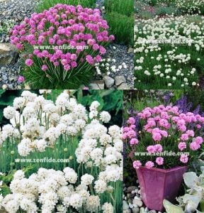 Pembe çiçekli armeria çiçeği 3 adet 7 cm saksıda