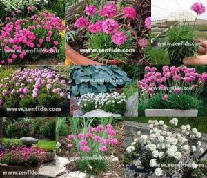 Pembe çiçekli armeria çiçeği 3 adet 7 cm saksıda