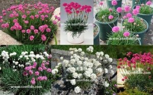 Pembe çiçekli armeria çiçeği 3 adet 7 cm saksıda