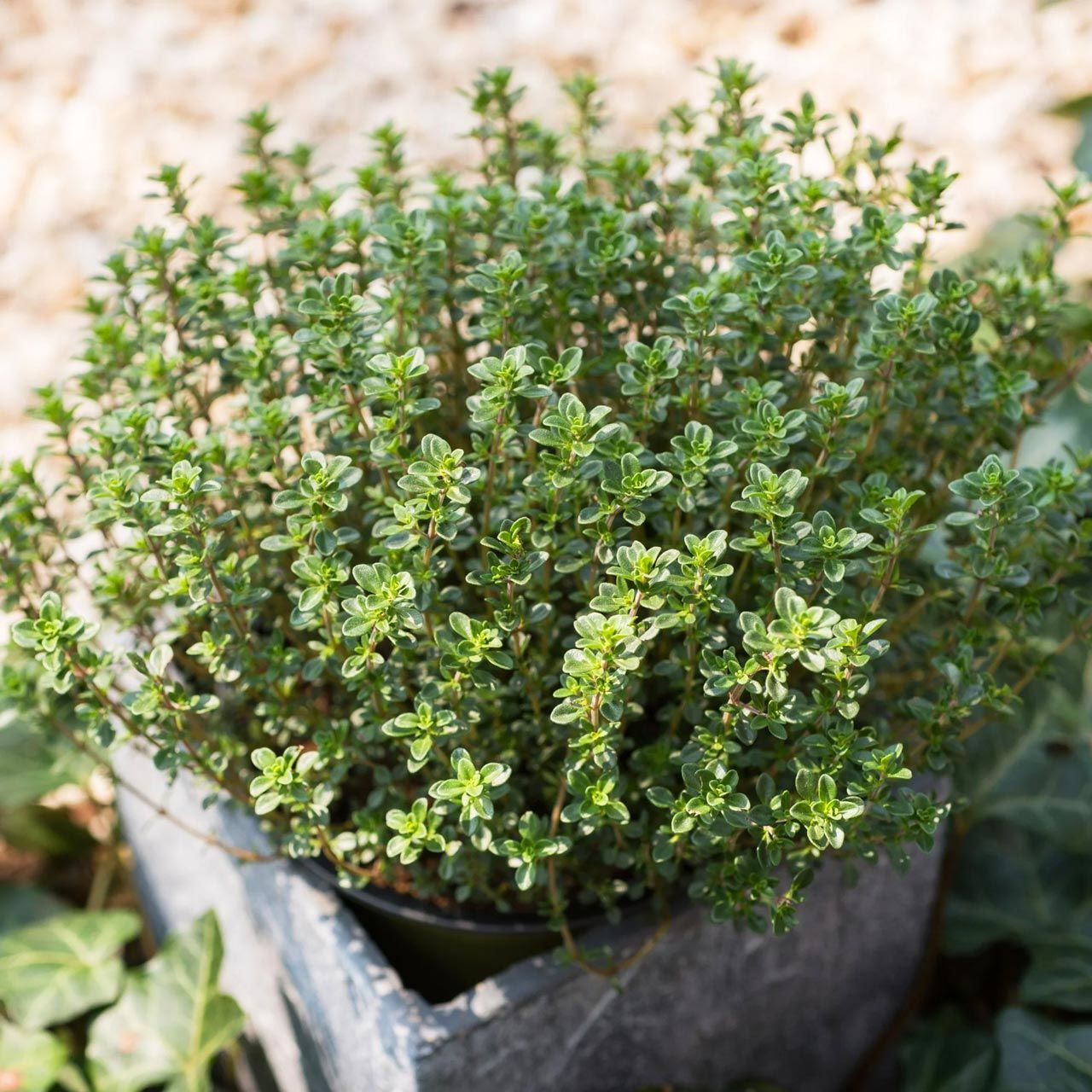 İngiliz kış kekiği tohumu geniş yapraklı kekik