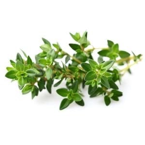 İngiliz kış kekiği tohumu geniş yapraklı kekik