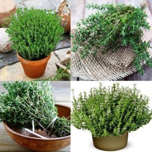 İngiliz kış kekiği tohumu geniş yapraklı kekik