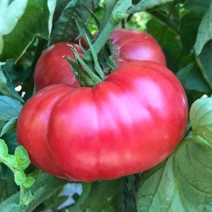 Pembe domates tohumu nadir ince kabuklu ve geleneksel belgium pink