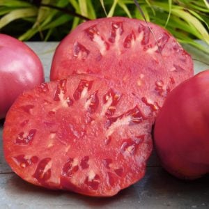 Pembe domates tohumu nadir ince kabuklu ve geleneksel belgium pink