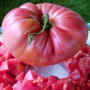 Pembe domates tohumu nadir ince kabuklu ve geleneksel belgium pink