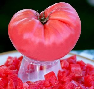 Pembe domates tohumu nadir ince kabuklu ve geleneksel belgium pink