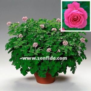 Muskat kokulu sardunya pelargonium odorata nutmeg 7 yada 9 cm saksıda