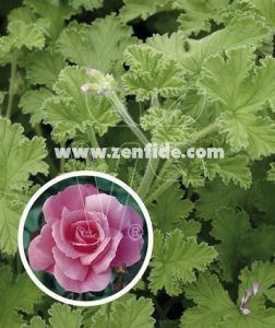 Muskat kokulu sardunya pelargonium odorata nutmeg 7 yada 9 cm saksıda