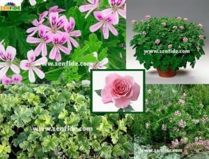 Muskat kokulu sardunya pelargonium odorata nutmeg 7 yada 9 cm saksıda