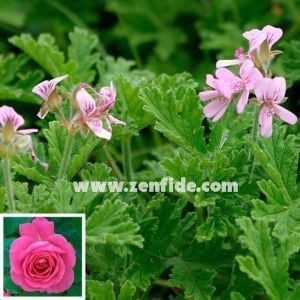 Muskat kokulu sardunya pelargonium odorata nutmeg 7 yada 9 cm saksıda