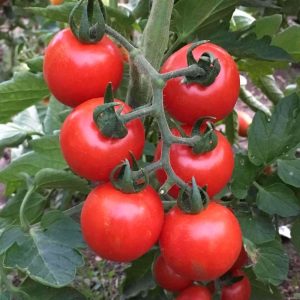 İri boy çeri domates tohumu big red cherry kiraz tipi heirloom