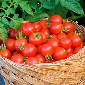 İri boy çeri domates tohumu big red cherry kiraz tipi heirloom