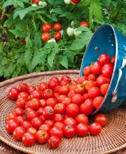 İri boy çeri domates tohumu big red cherry kiraz tipi heirloom